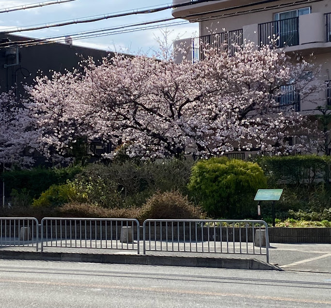 春ですね！カプライリフォーム目の前は桜が満開です！